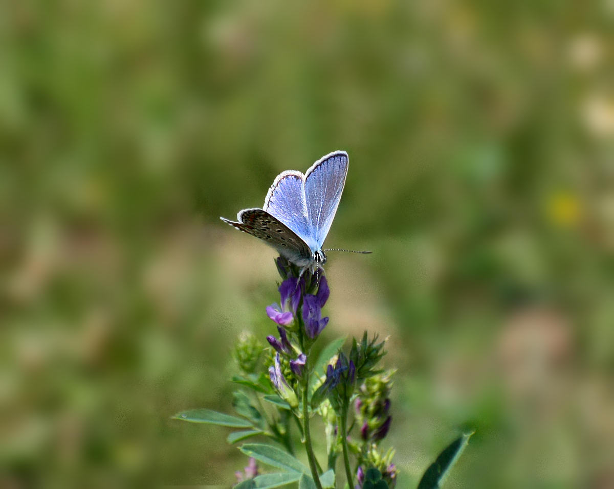 farfallina azzurra